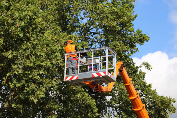 Best Tree Trimming and Pruning  in Leith Hatfield, PA